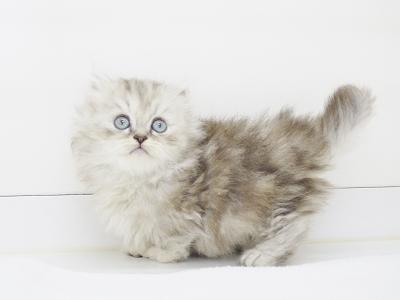 animal_image