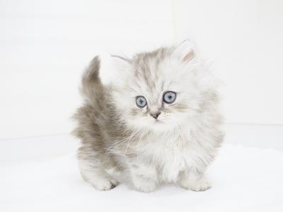 animal_image