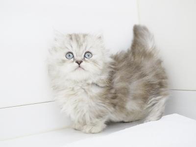 animal_image