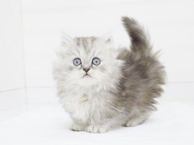 animal_image