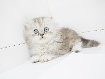 animal_image