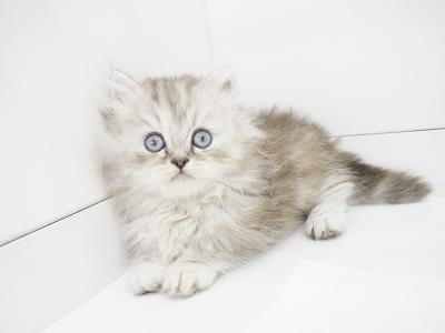 animal_image