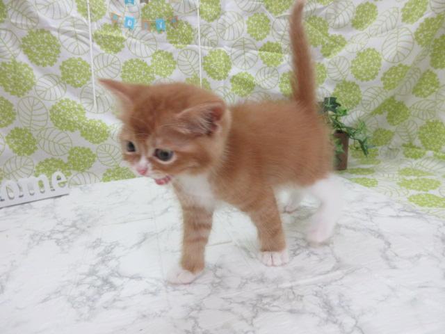 宮城県のペットショップ ワイワイペット 石巻店 マンチカン 4712 の詳細情報 猫との暮らし大百科 アニコム獣医師監修