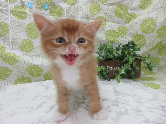宮城県のペットショップ ワイワイペット 石巻店 マンチカン 4712 の詳細情報 猫との暮らし大百科 アニコム獣医師監修
