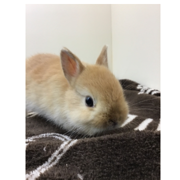 animal_image