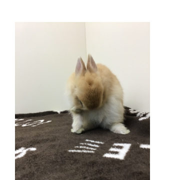animal_image