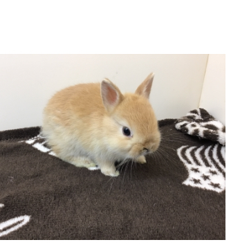 animal_image
