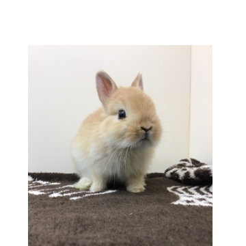 animal_image