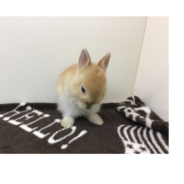 animal_image