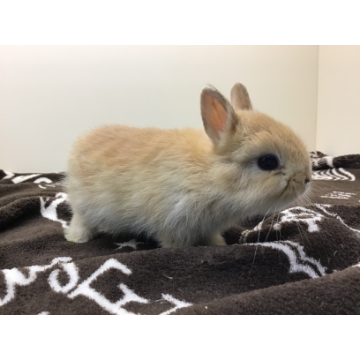 animal_image
