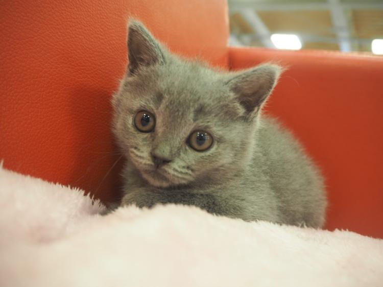 animal_image