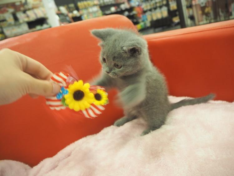 animal_image