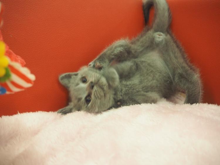 animal_image