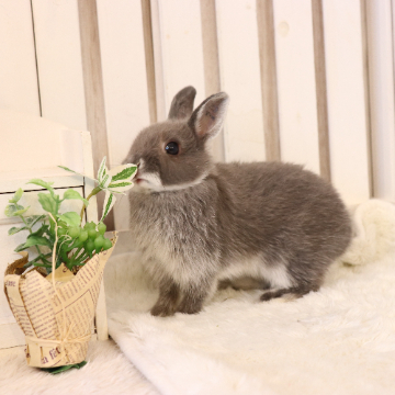animal_image