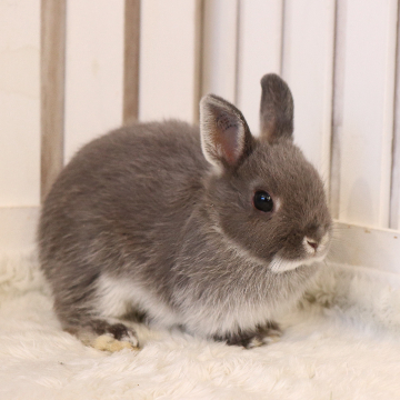 animal_image