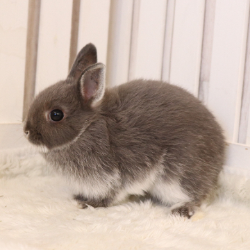 animal_image