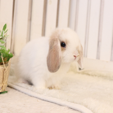 animal_image