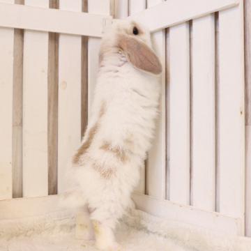 animal_image