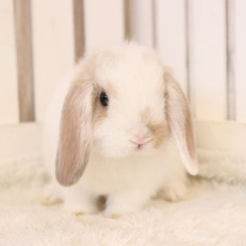 animal_image