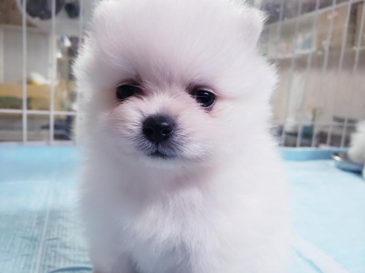 animal_image