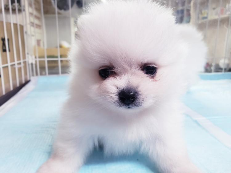 animal_image