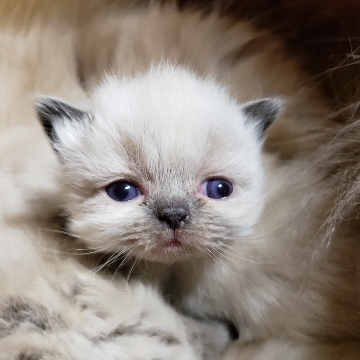 animal_image