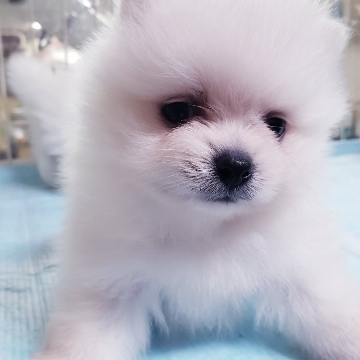 animal_image