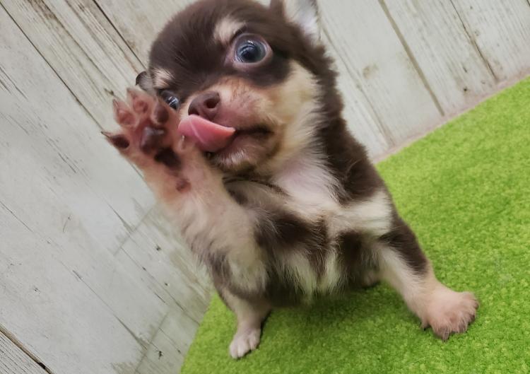 animal_image