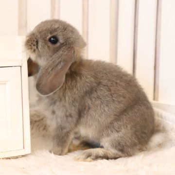 animal_image