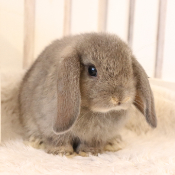 animal_image