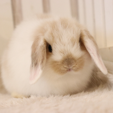 animal_image