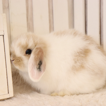 animal_image
