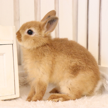 animal_image