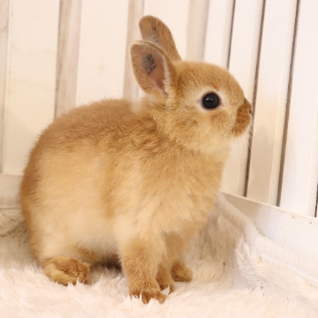 animal_image