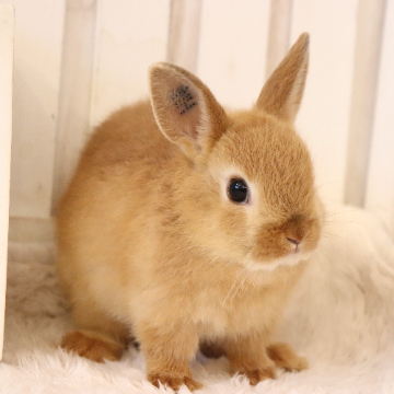 animal_image