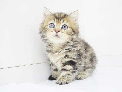 animal_image