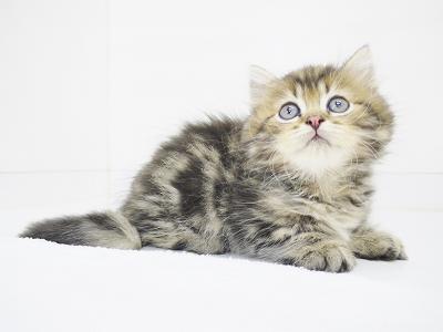 animal_image