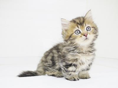 animal_image