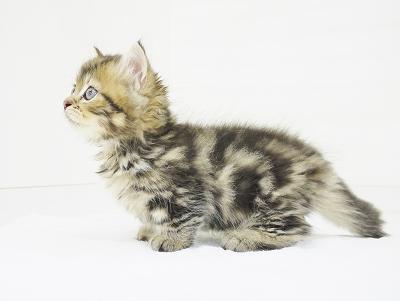 animal_image