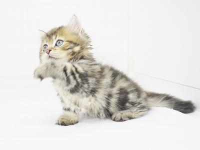 animal_image