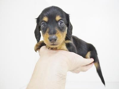 animal_image