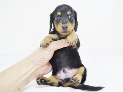animal_image