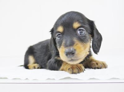 animal_image