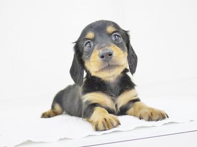 animal_image