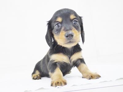 animal_image