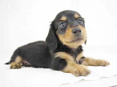 animal_image