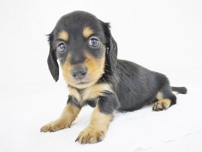 animal_image