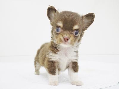 animal_image
