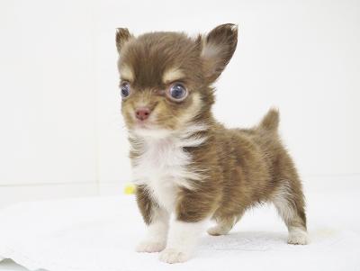 animal_image