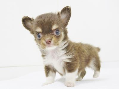 animal_image